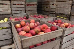 Wooden crates overflowing with freshly harvested red and green apples at Sauder Village