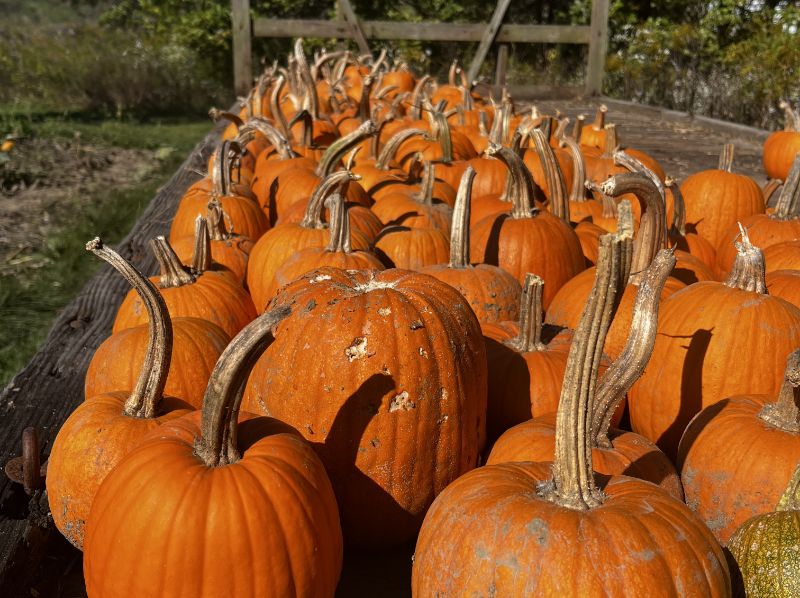 Pile of bright orange pumpkins